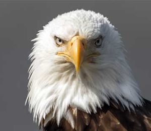 usa astrology